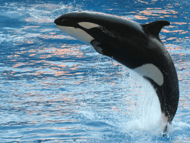 Foto - Dünyanın en korkunç canlısı hakkında hayret veren keşif! İlk defa duyacaksınız! Çok garip