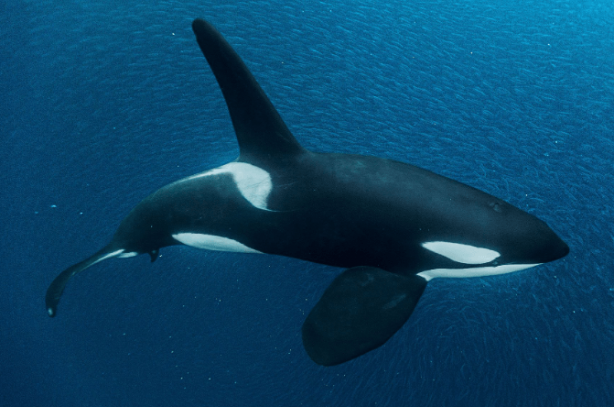 Foto - Dünyanın en korkunç canlısı hakkında hayret veren keşif! İlk defa duyacaksınız! Çok garip