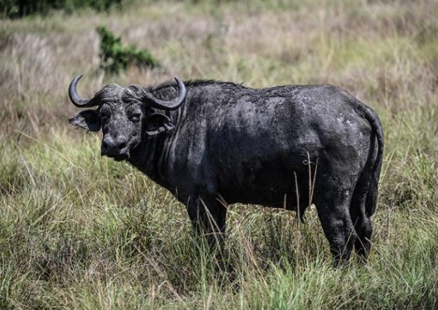 Foto - Dünyanın en korkunç ve tehlikeli 25 canlısı