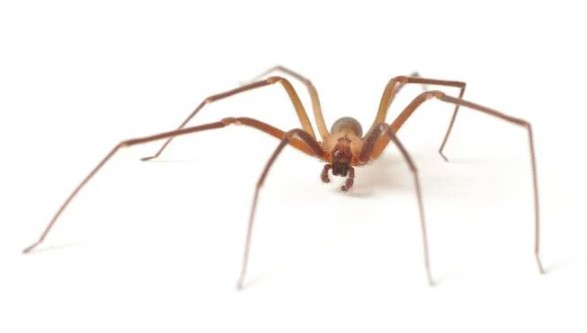 Foto - Dünyanın en korkunç ve tehlikeli 25 canlısı