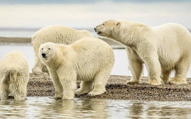 Foto - Dünyanın en korkunç ve tehlikeli 25 canlısı