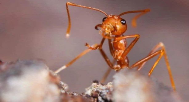 Foto - Dünyanın en korkunç ve tehlikeli 25 canlısı