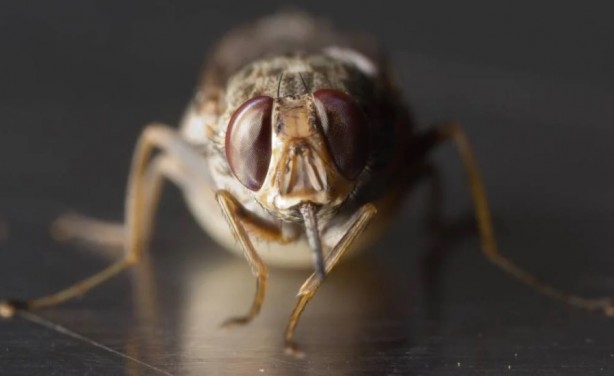 Foto - Dünyanın en korkunç ve tehlikeli 25 canlısı