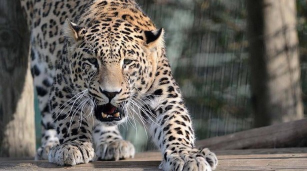 Foto - Dünyanın en korkunç ve tehlikeli 25 canlısı