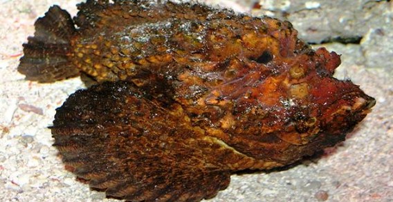 Foto - Dünyanın en korkunç ve tehlikeli 25 canlısı