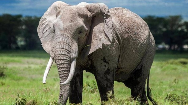 Foto - Dünyanın en korkunç ve tehlikeli 25 canlısı