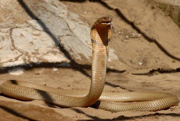Foto - Dünyanın en korkunç ve tehlikeli 25 canlısı