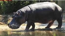 Foto - Dünyanın en korkunç ve tehlikeli 25 canlısı