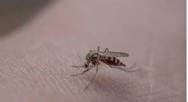 Foto - Dünyanın en korkunç ve tehlikeli 25 canlısı