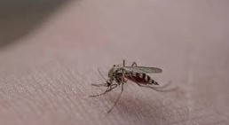 Foto - Dünyanın en korkunç ve tehlikeli 25 canlısı