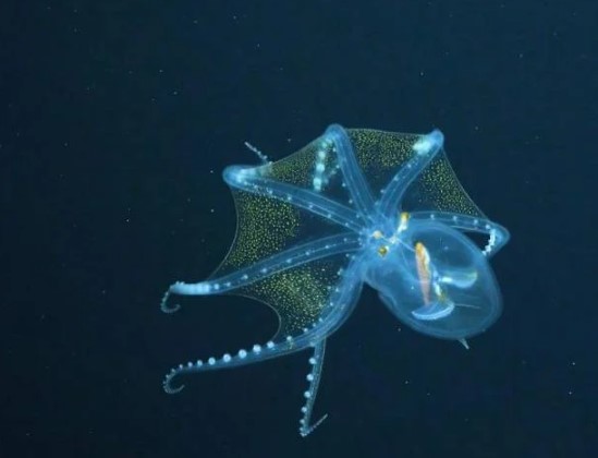 Foto - Dünyanın en korkunç ve tehlikeli 25 canlısı