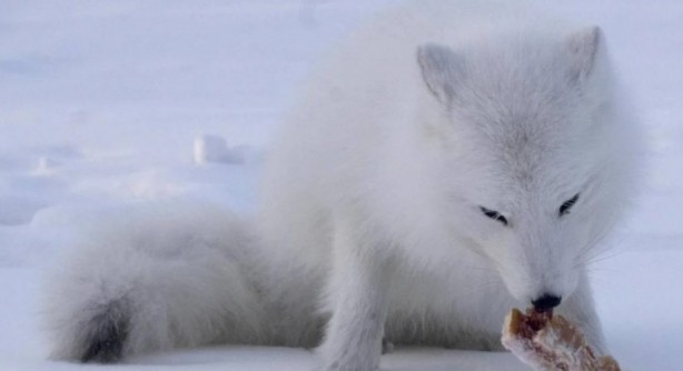 Foto - Dünyanın en korkunç ve tehlikeli 25 canlısı