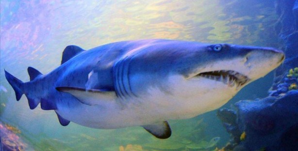 Foto - Dünyanın en korkunç ve tehlikeli 25 canlısı