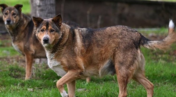 Foto - Dünyanın en korkunç ve tehlikeli 25 canlısı