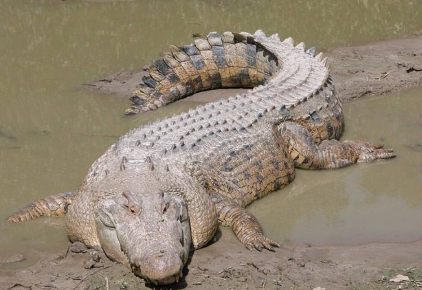 Foto - Dünyanın en korkunç ve tehlikeli 25 canlısı