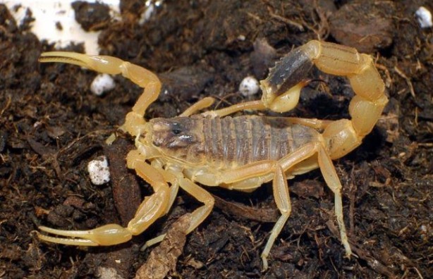 Foto - Dünyanın en korkunç ve tehlikeli 25 canlısı