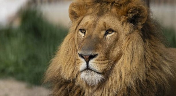 Foto - Dünyanın en korkunç ve tehlikeli 25 canlısı