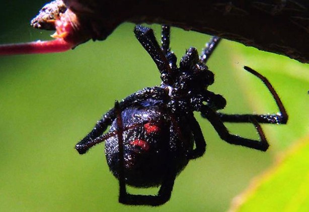 Foto - Dünyanın en korkunç ve tehlikeli 25 canlısı