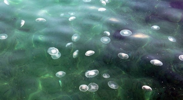 Foto - Dünyanın en korkunç ve tehlikeli 25 canlısı