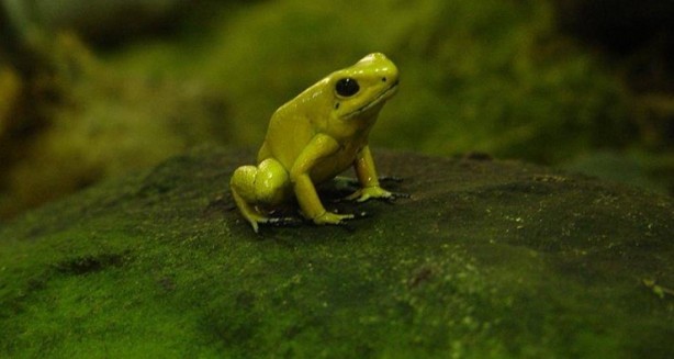 Foto - Dünyanın en korkunç ve tehlikeli 25 canlısı