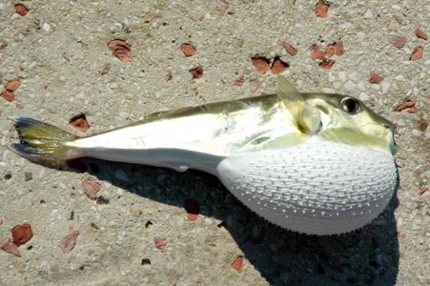 Foto - Dünyanın en korkunç ve tehlikeli 25 canlısı