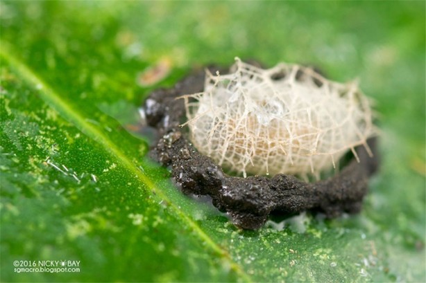 Foto - Dünyanın en küçük mimarları