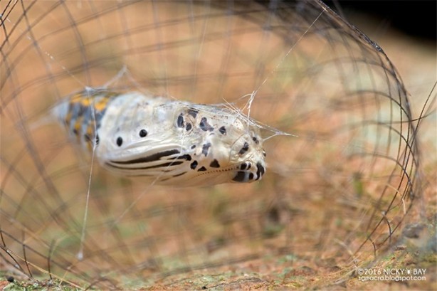 Foto - Dünyanın en küçük mimarları