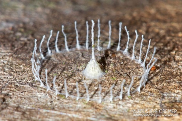 Foto - Dünyanın en küçük mimarları