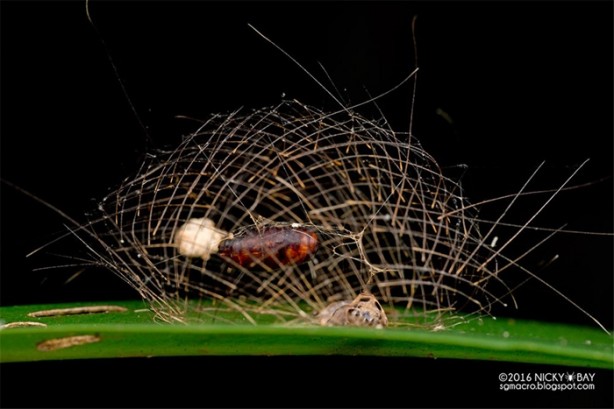 Foto - Dünyanın en küçük mimarları