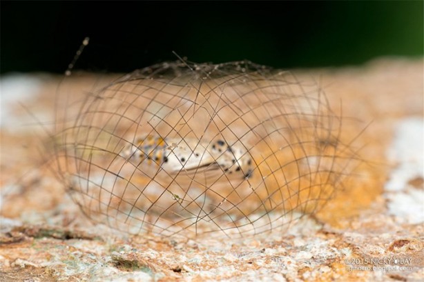 Foto - Dünyanın en küçük mimarları