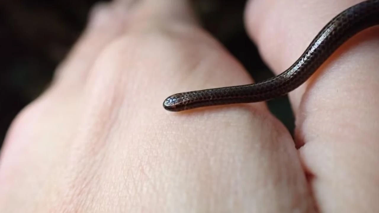 Dünyanın en küçük yılanı 20 yıl sonra tekrar görüldü!