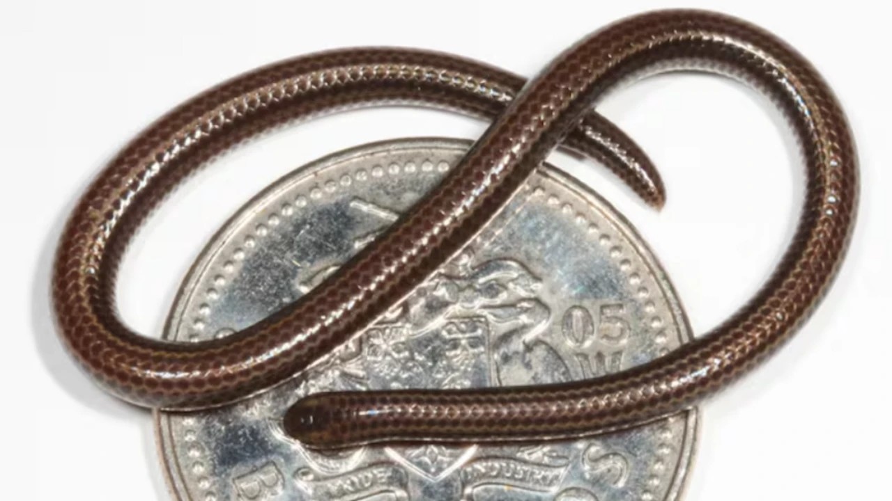 Foto - Dünyanın en küçük yılanı 20 yıl sonra tekrar görüldü!