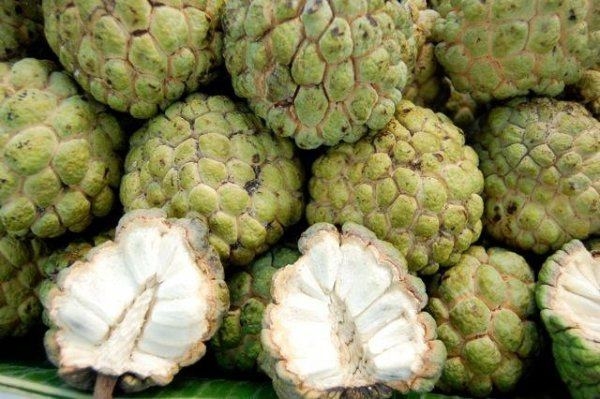 Foto - Dünyanın en lezzetli meyvesi, ama...