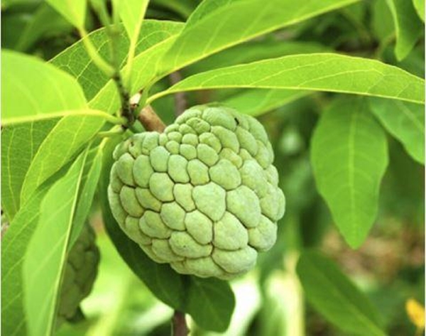 Foto - Dünyanın en lezzetli meyvesi, ama...