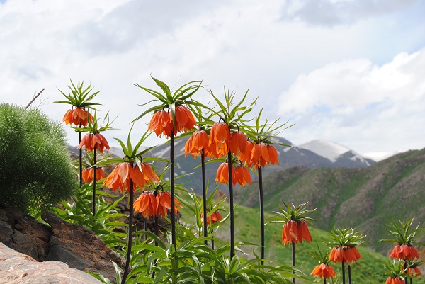 Foto - Dünyanın en nadir çiçeklerinden biri! 