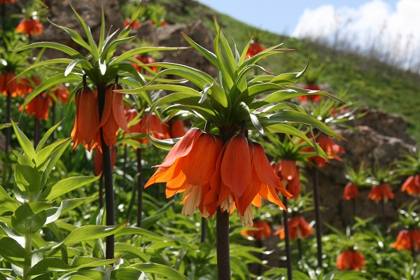 Foto - Dünyanın en nadir çiçeklerinden biri! 