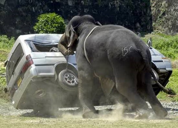 Foto - Dünyanın en ölümcül canlıları