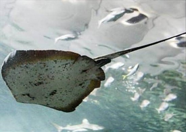 Foto - Dünyanın en ölümcül canlıları