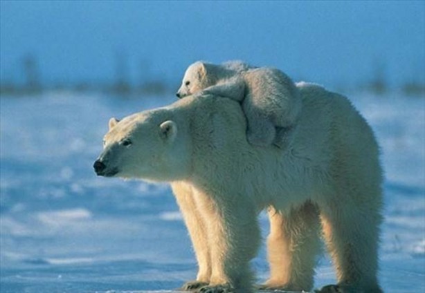 Foto - Dünyanın en ölümcül canlıları