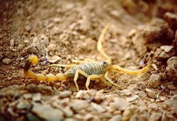 Foto - Dünyanın en ölümcül canlıları