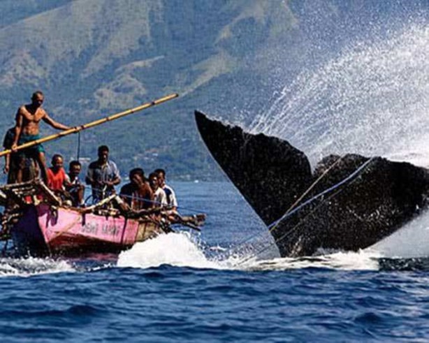 Foto - Dünyanın en ölümcül canlıları