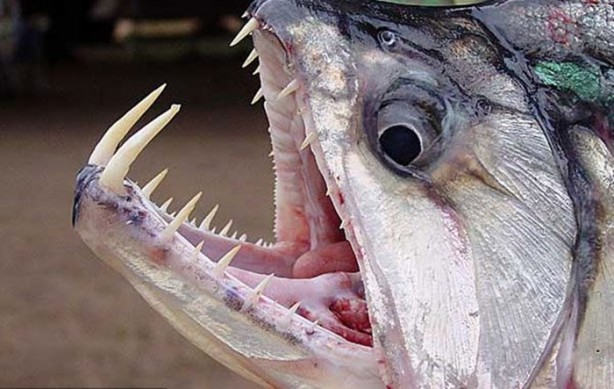 Foto - Dünyanın en ölümcül canlıları