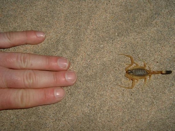 Foto - Dünyanın en ölümcül canlıları