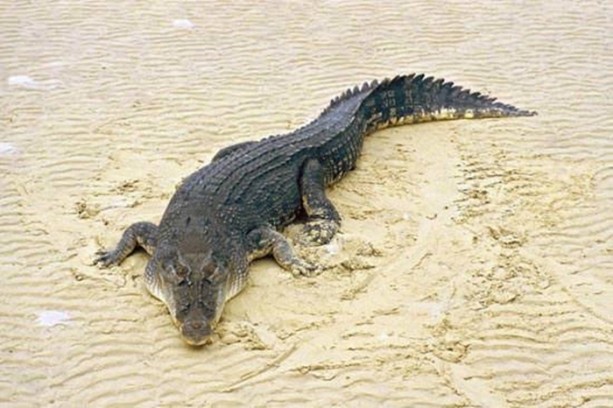 Foto - Dünyanın en ölümcül canlıları