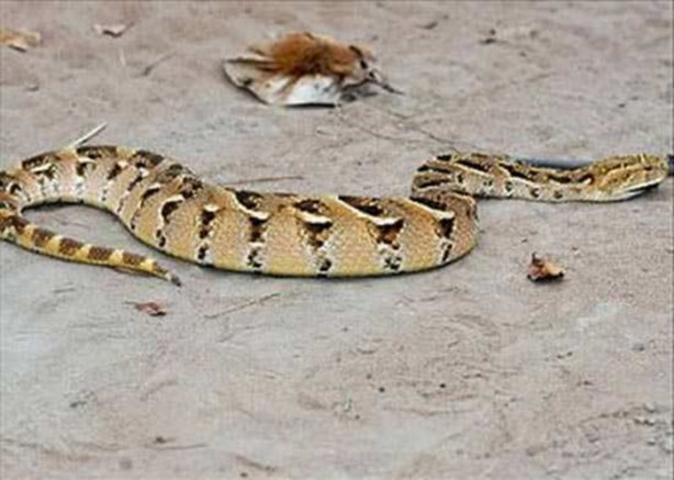 Foto - Dünyanın en ölümcül canlıları