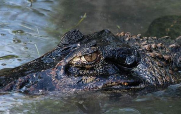 Foto - Dünyanın en ölümcül canlıları