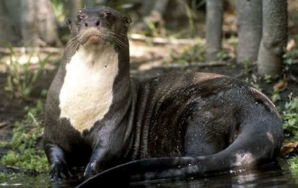 Foto - Dünyanın en ölümcül canlıları