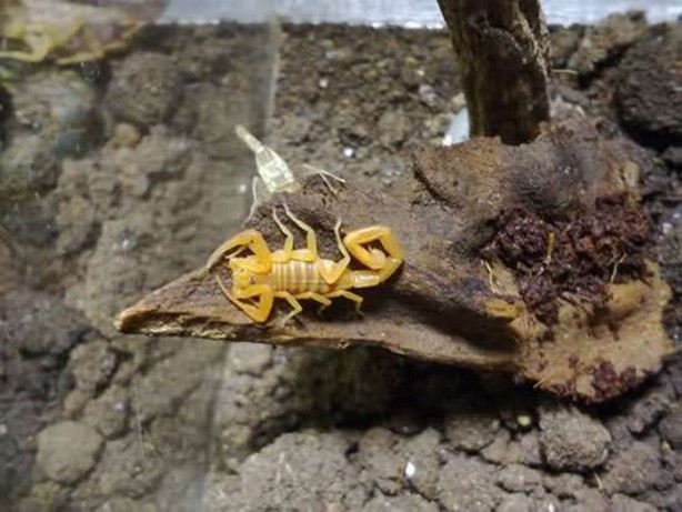 Foto - Dünyanın en ölümcül canlıları