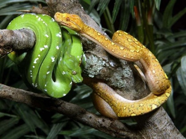 Foto - Dünyanın en ölümcül canlıları