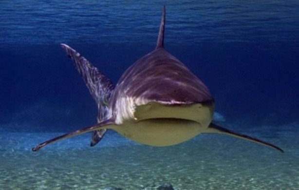 Foto - Dünyanın en ölümcül canlıları